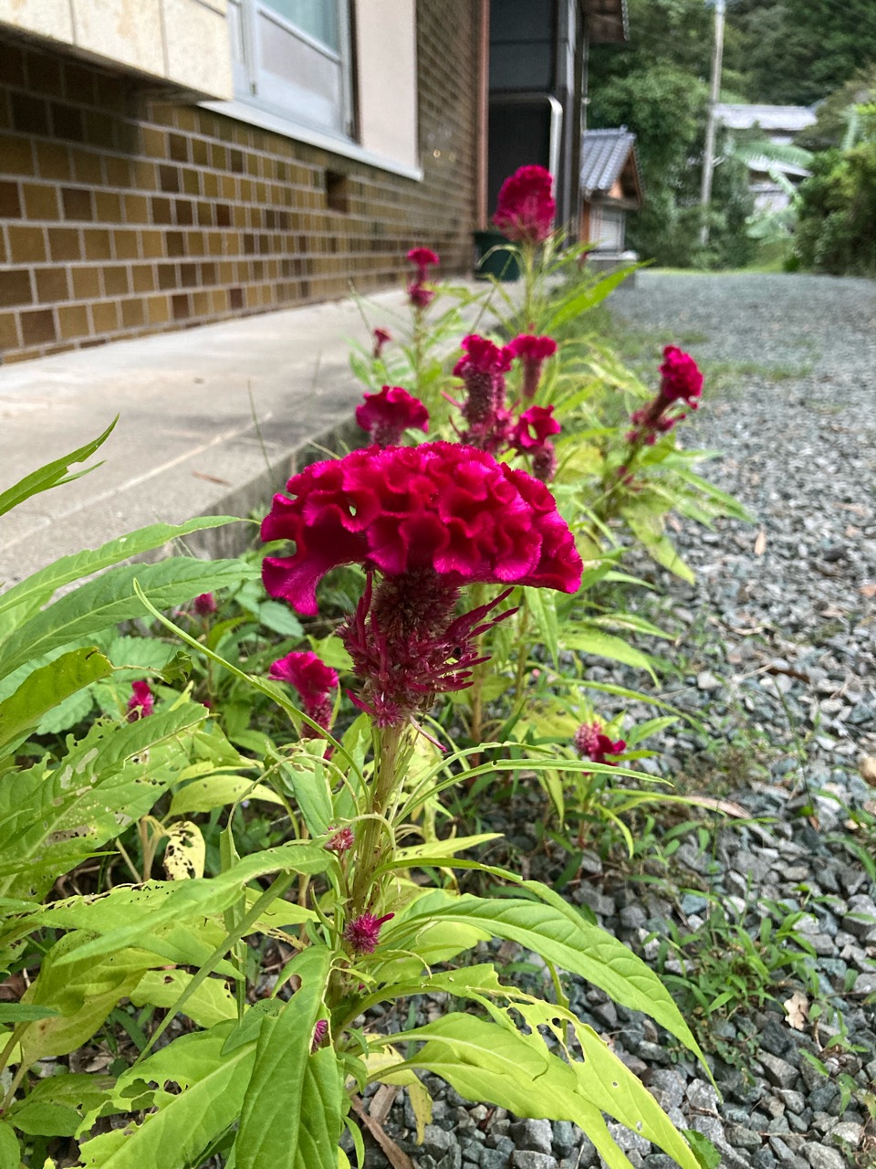 隣の花は赤いって、言ってたっけ〜！？