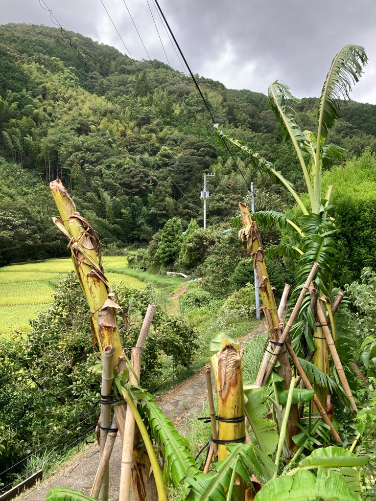 台風にやられた〜。
