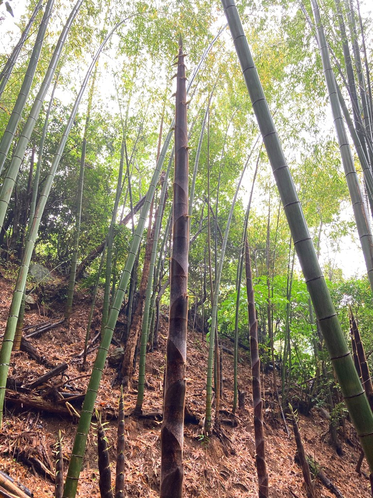 タケノコ、にょきにょき〜