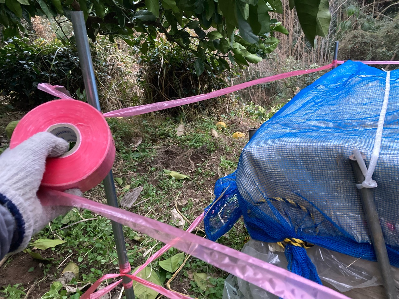 イノシシ対策