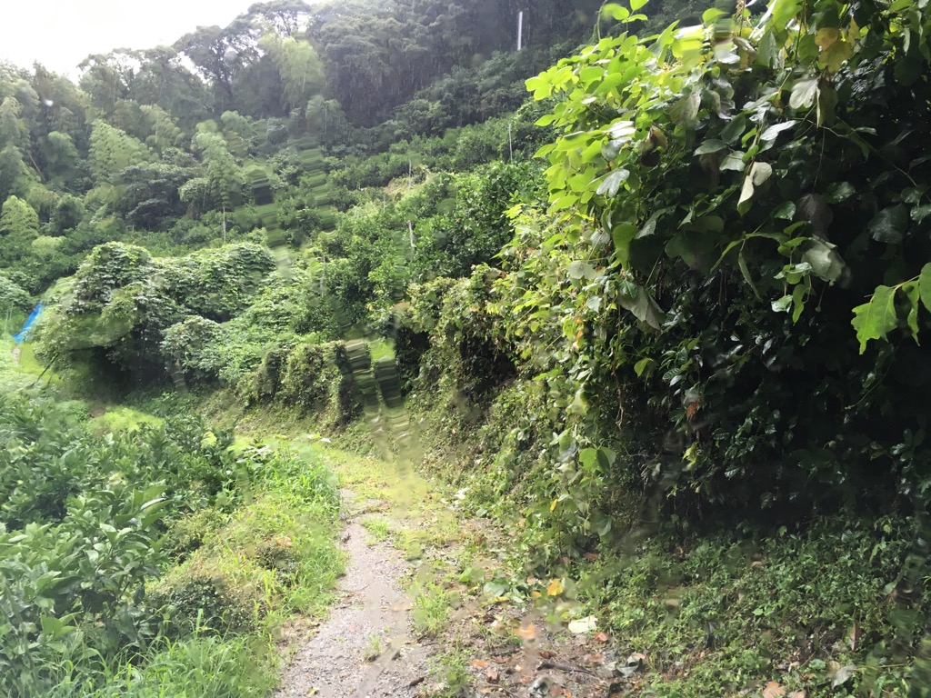 小降りになったから