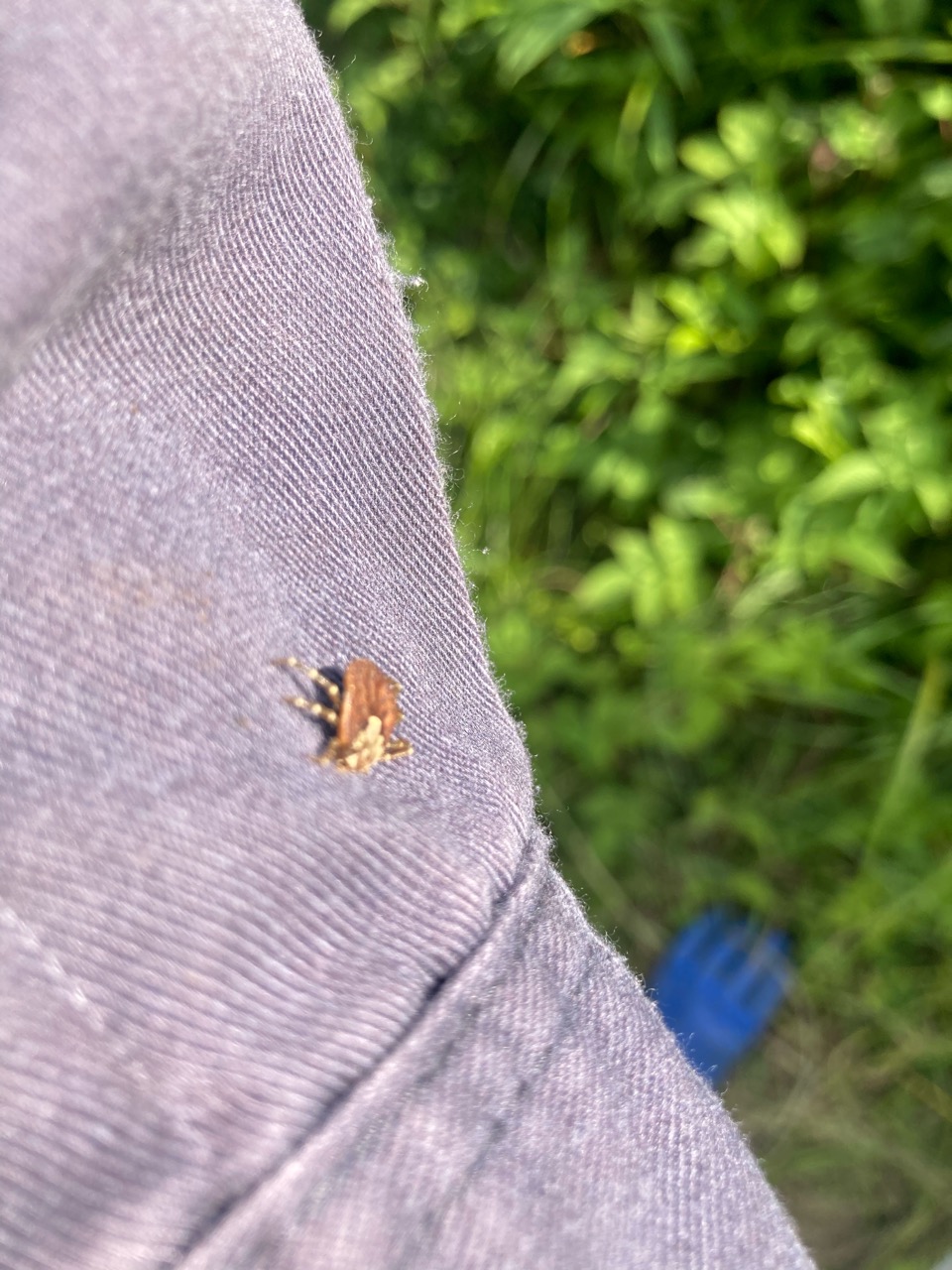夏肥、撒き終えると