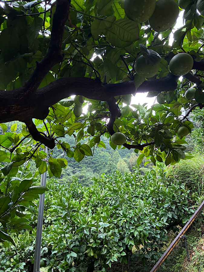 疲労が溜まってきたー