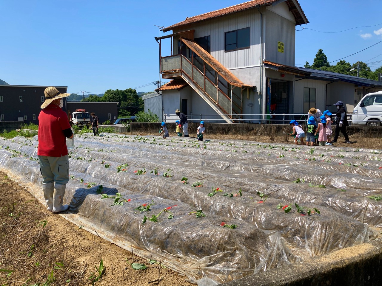 芋植え