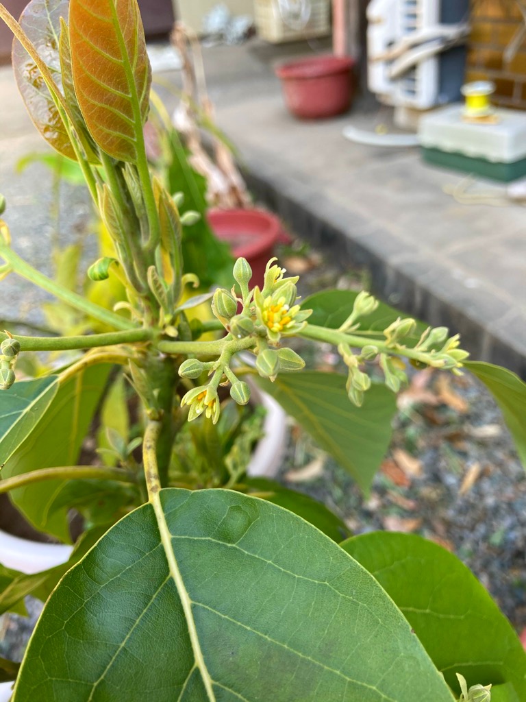 何の花かなー？