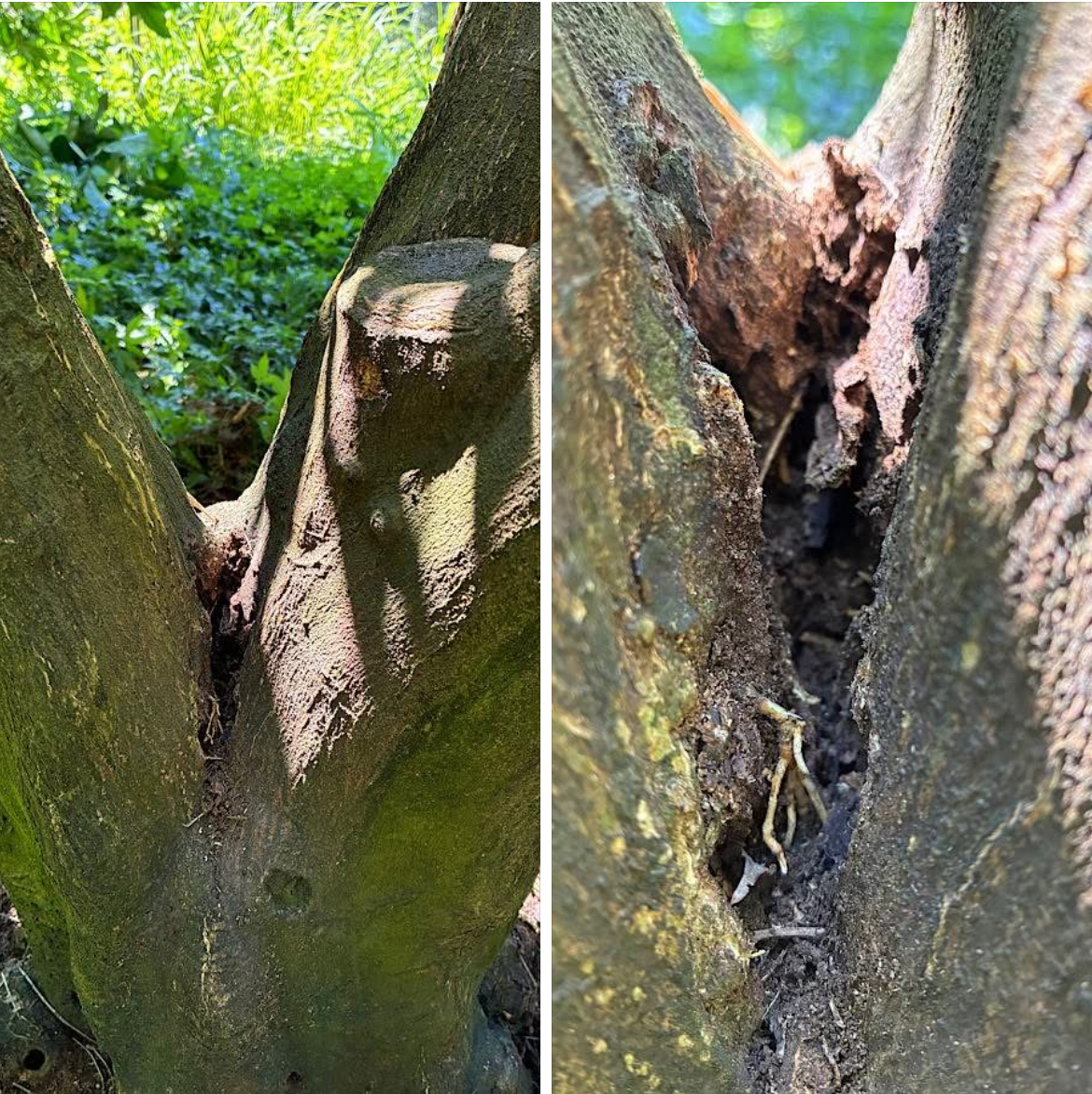 土をかぶせようと思ったきっかけ