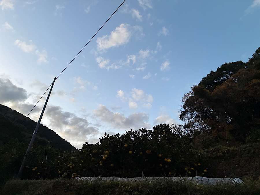 明日から収穫！