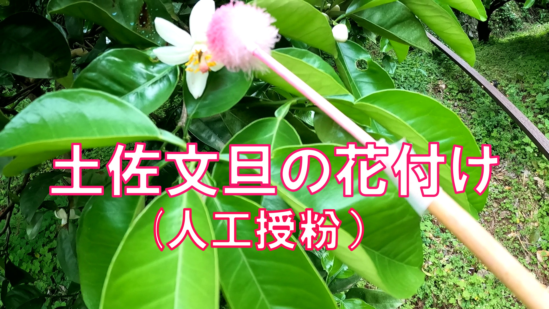 文旦の花つけ