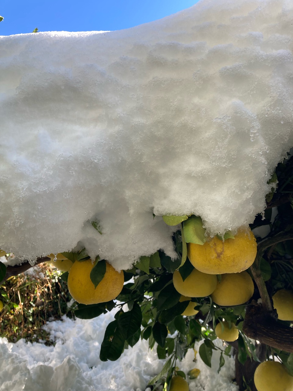 文旦の雪落とし