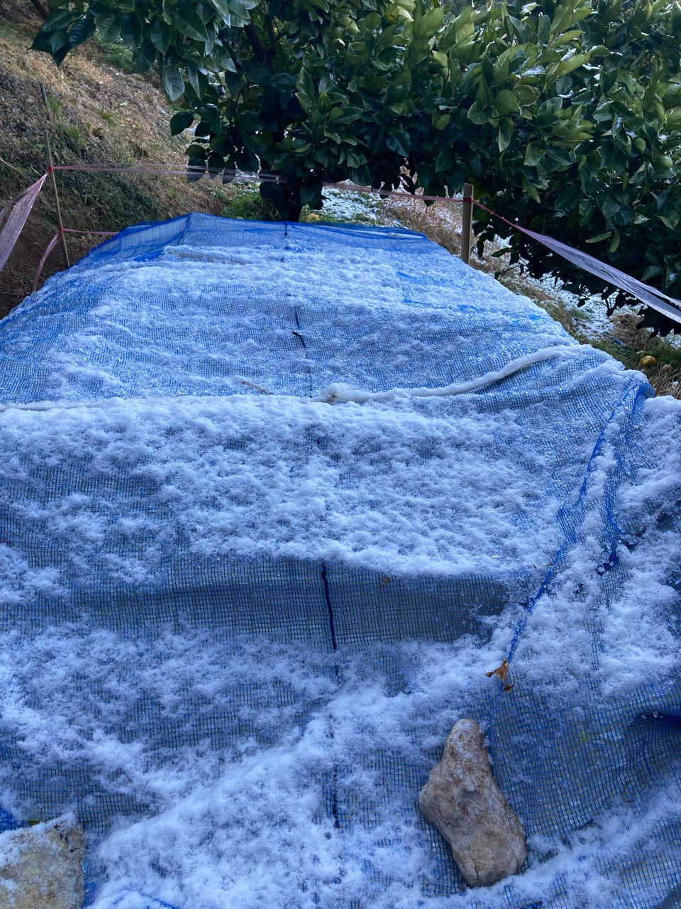 雪、落ちてるやん〜