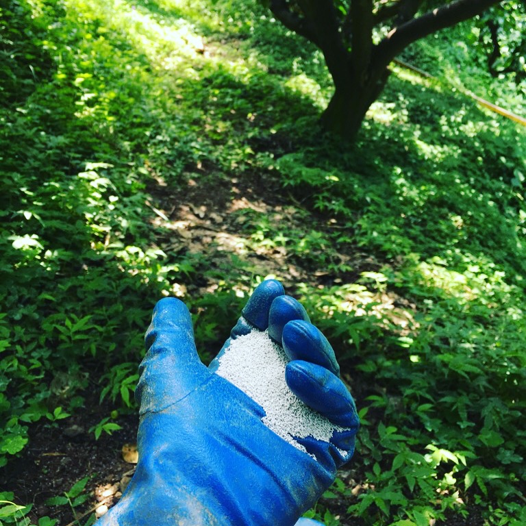 夏肥を撒いてます