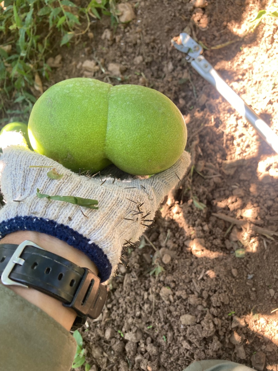 お尻みたいだな