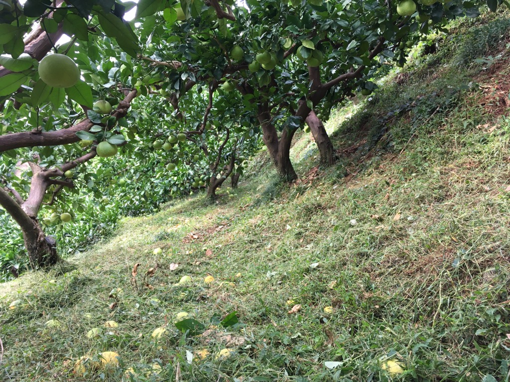 今年、最後の草刈り
