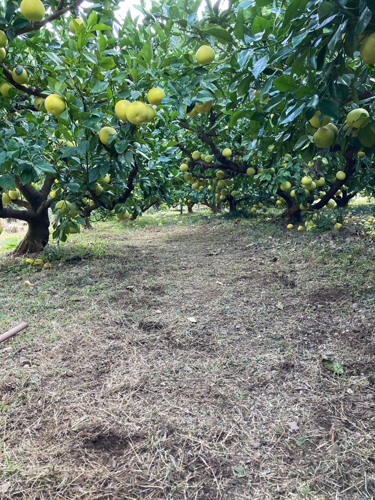 文旦の野囲いづくり