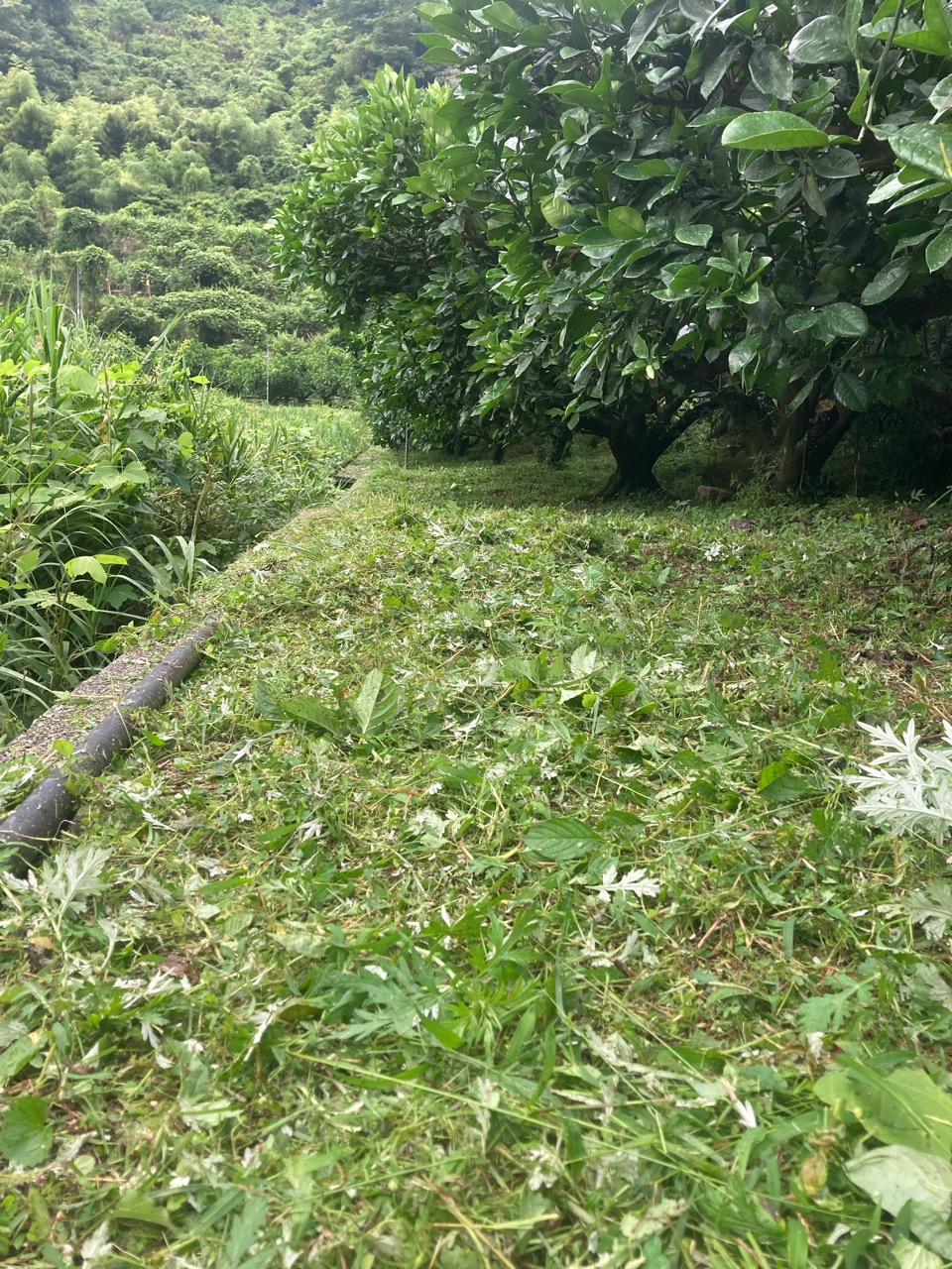 草刈りー