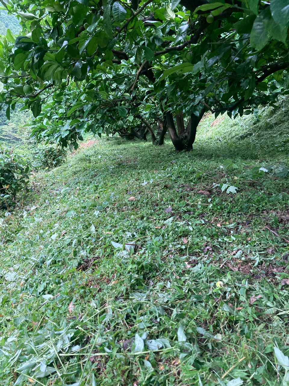 草刈り、あともうちょい