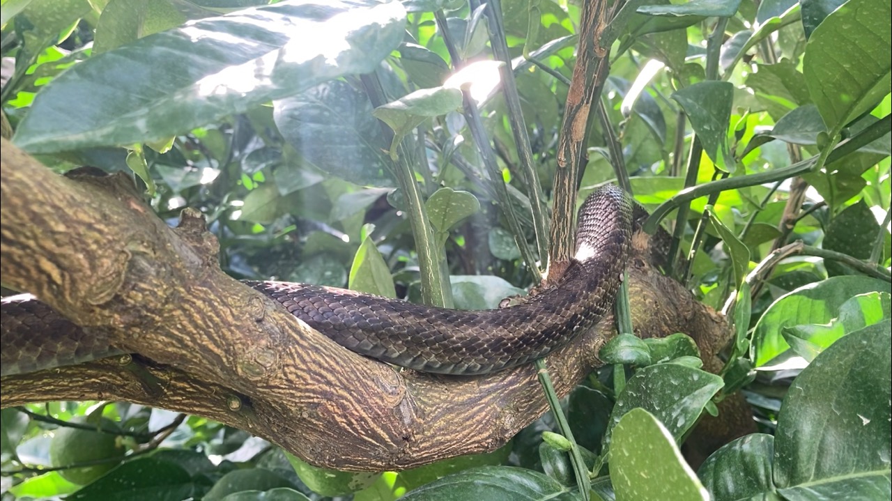 ヘビにビックリ！
