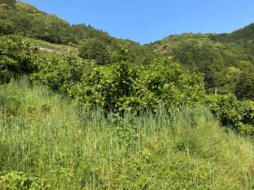 草刈り。あと少し。