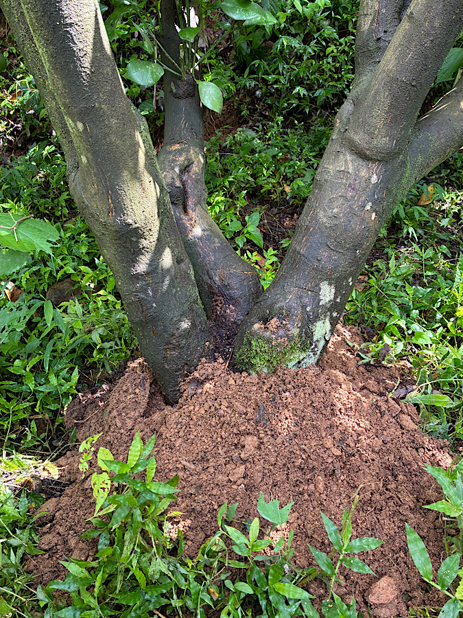 文旦の根元にちょっと一手間