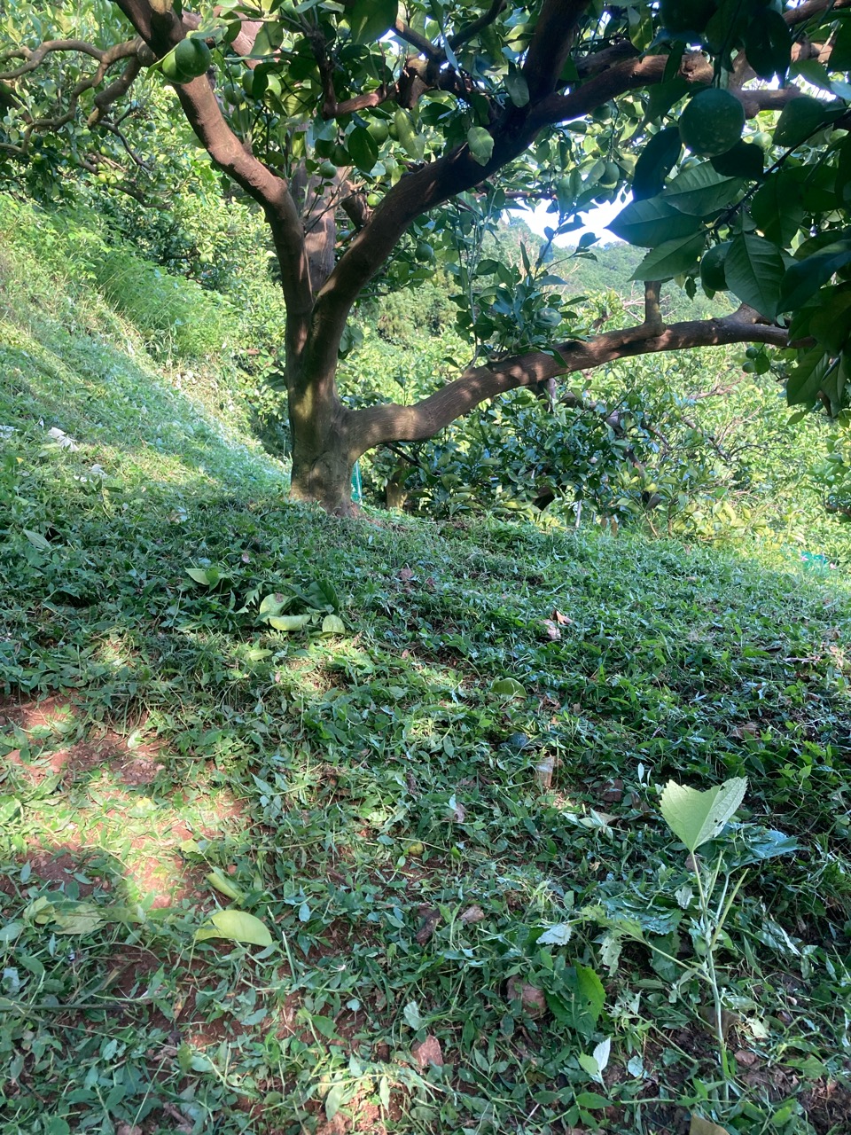 文旦畑の草刈り