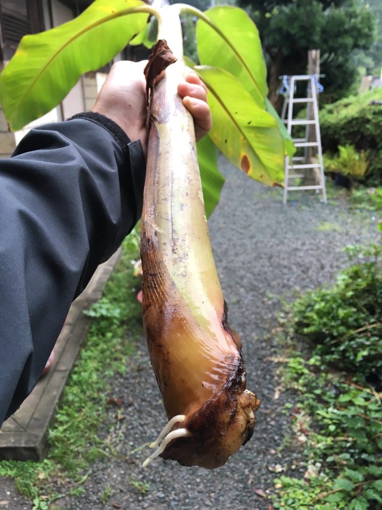 バナナのわき芽を