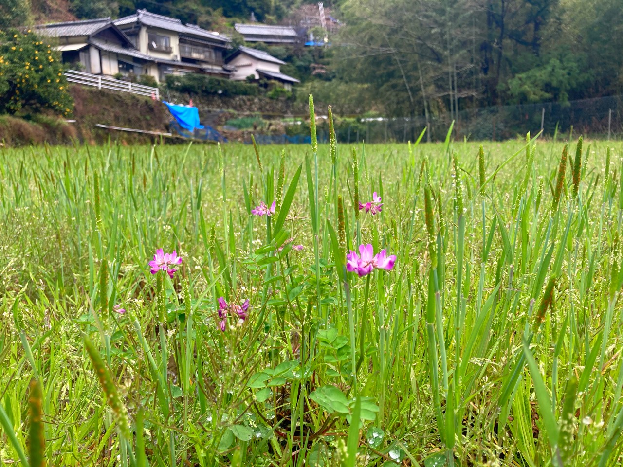 カエルの歌が〜