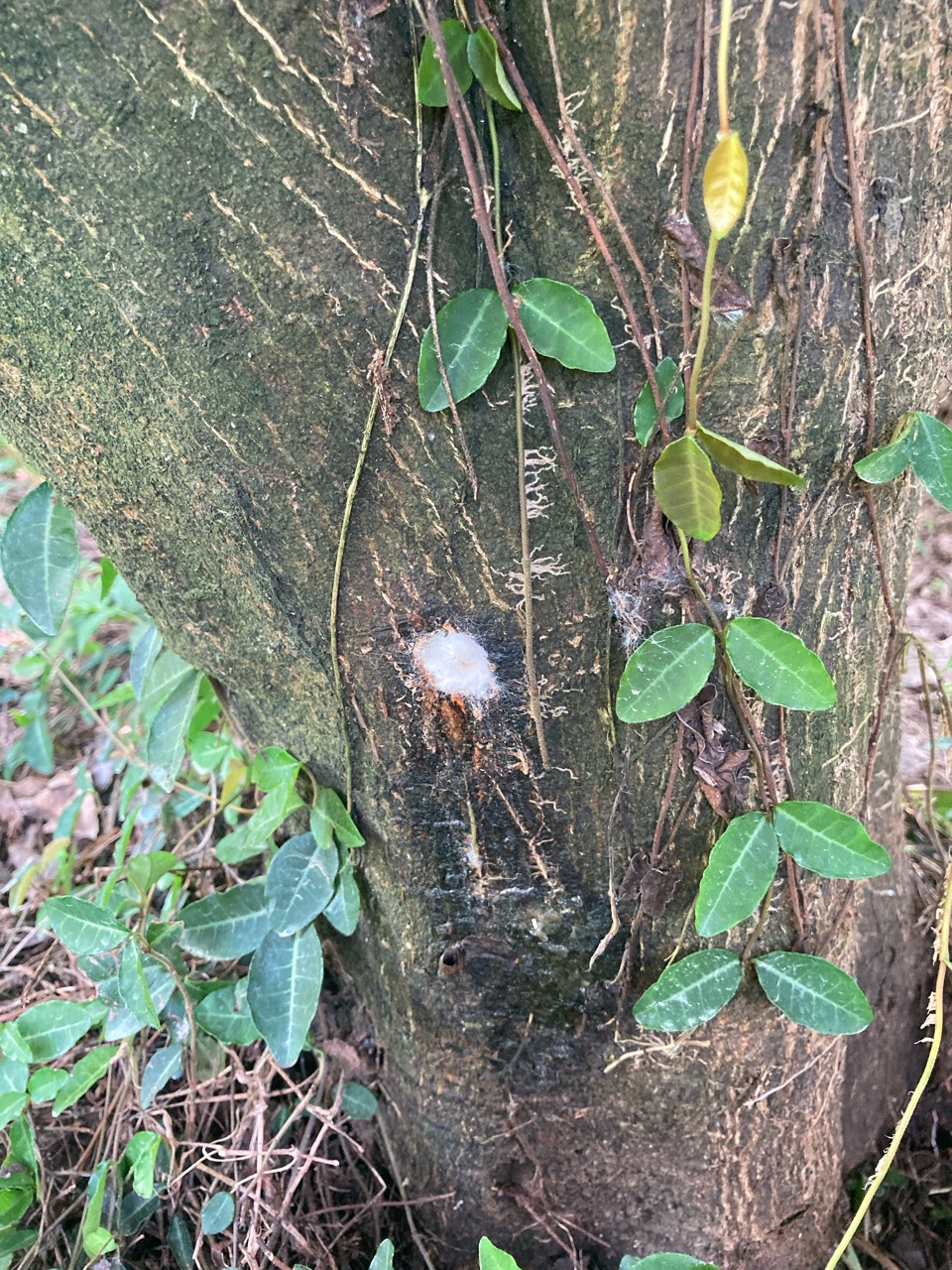 カミキリムシの穴