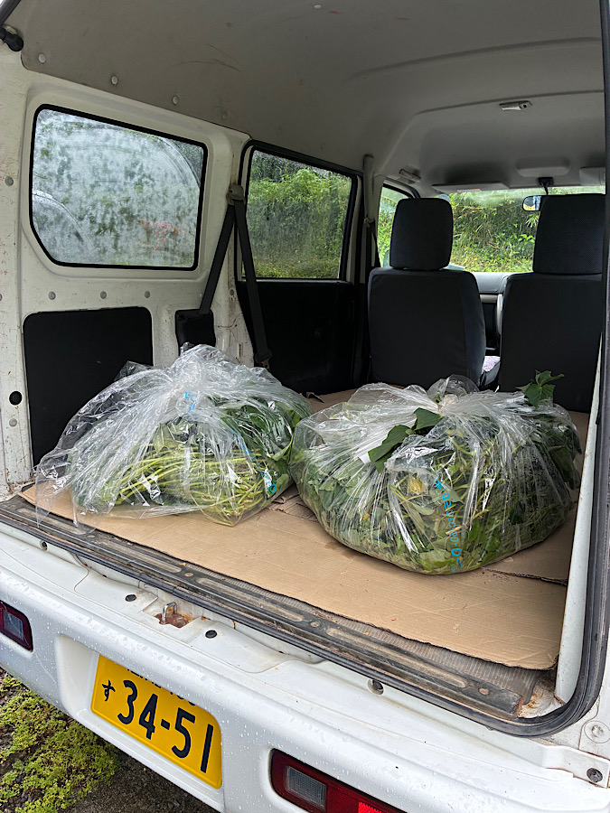芋の苗を買いに