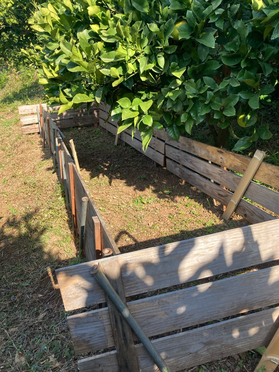 文旦の野囲いづくり