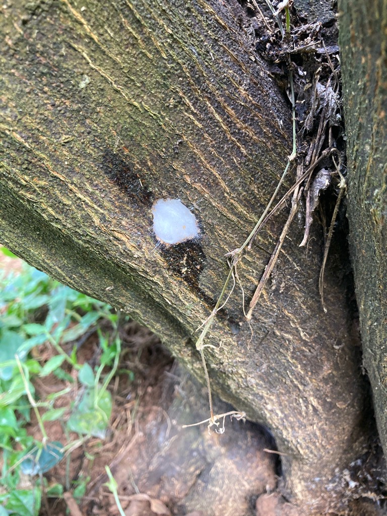 カミキリムシの穴
