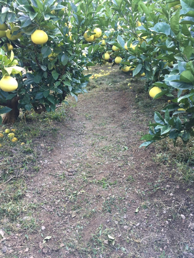 ◯◯の秋