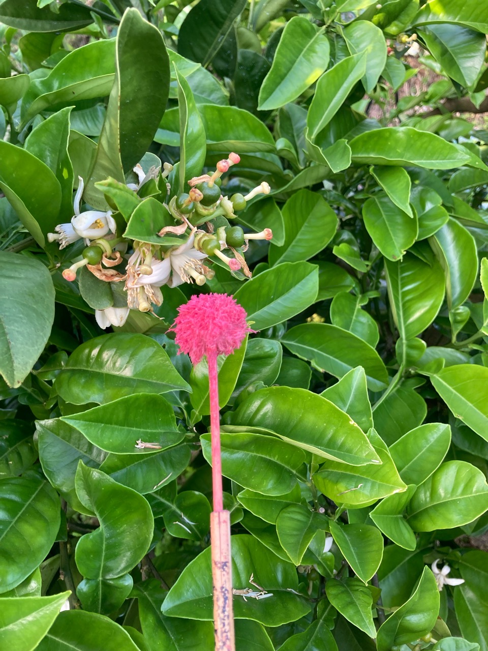 文旦の花つけ