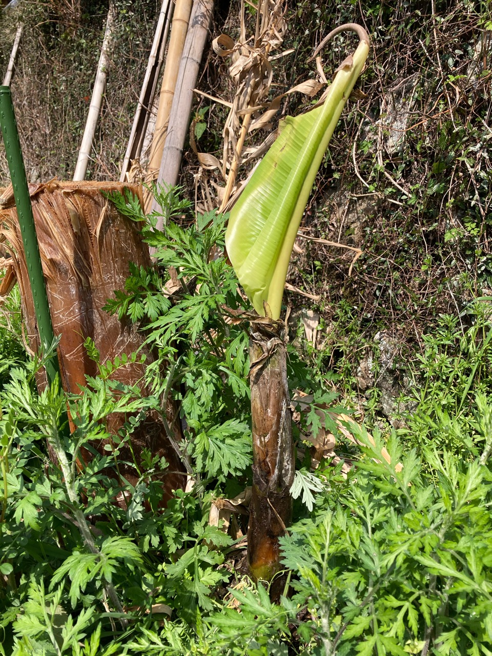 芽吹きの季節