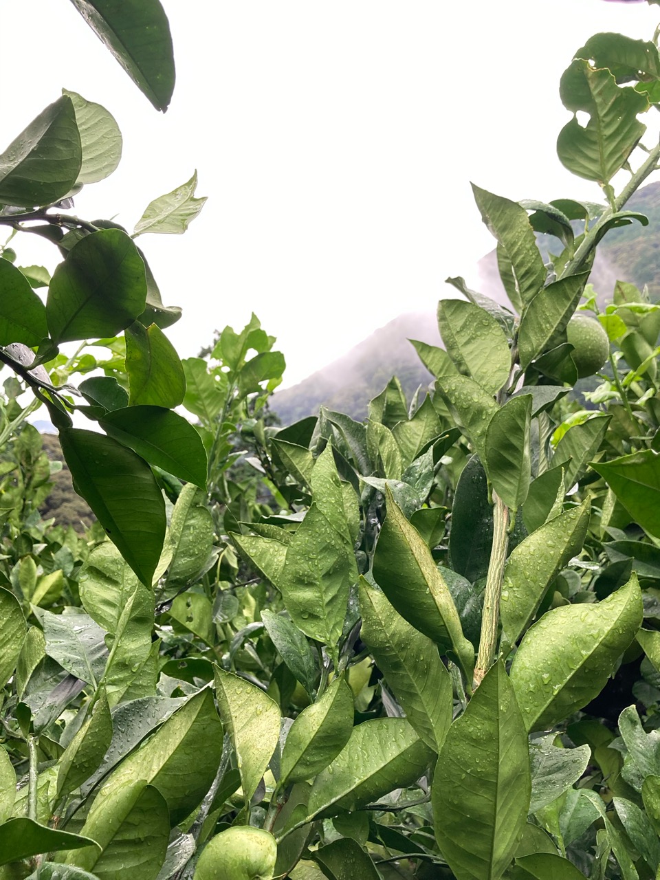 摘果と剪定