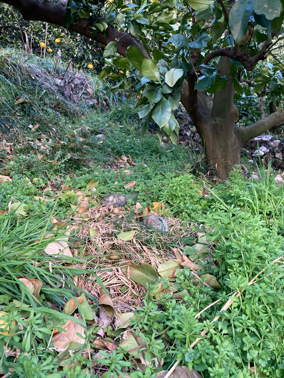 葉っぱが落ちてる〜