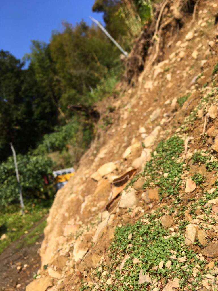 畑の斜面にクローバー
