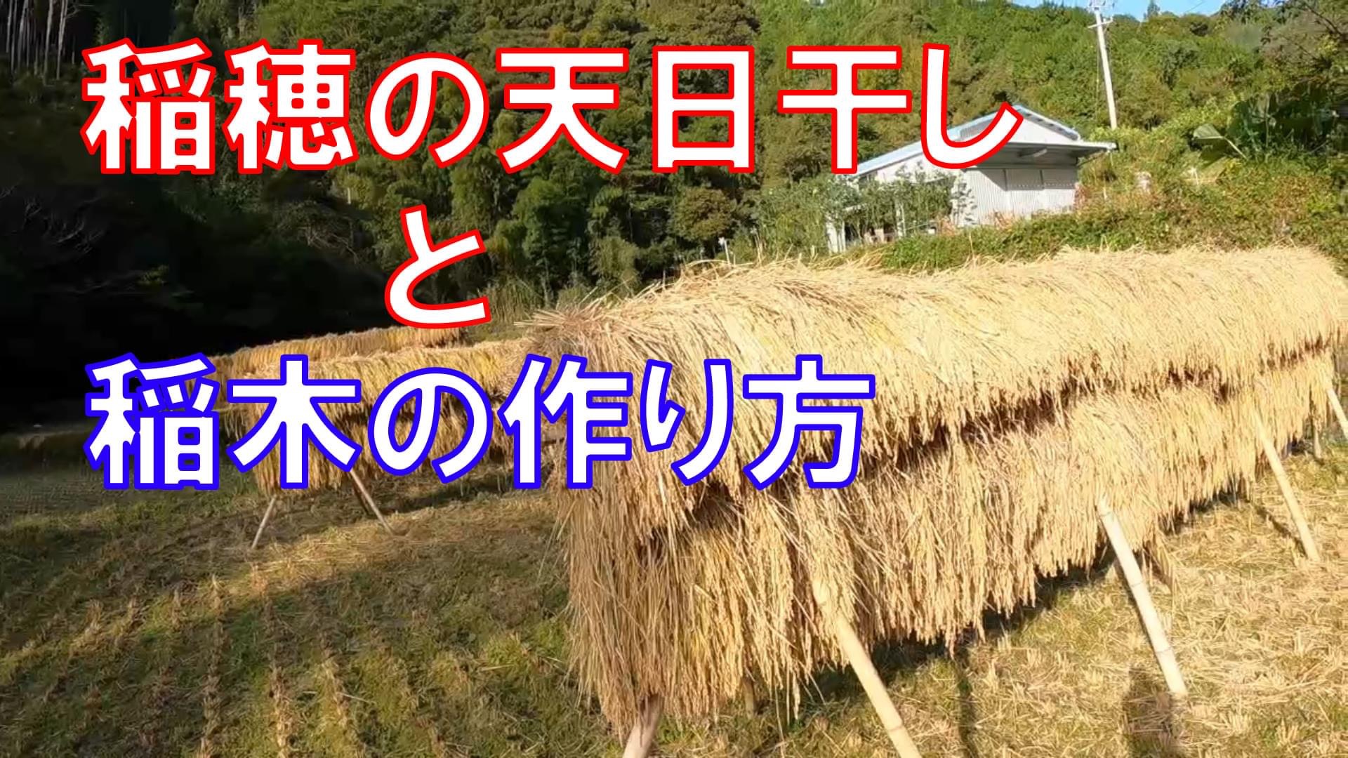 稲穂の天日干し
