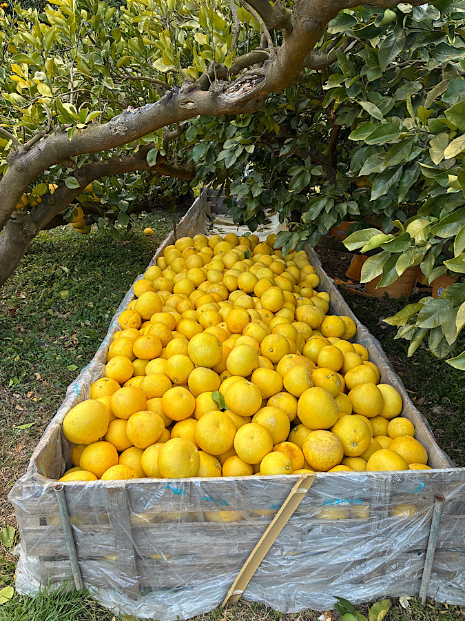 明日は収穫最終日