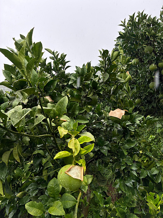 思いがけない夕立