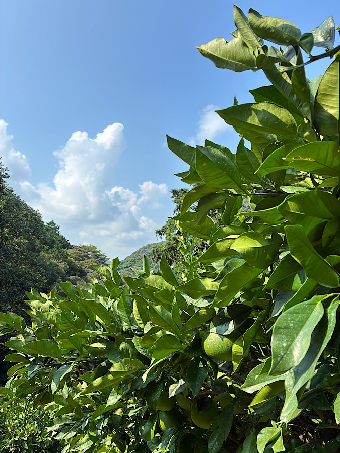暑さを面白がる