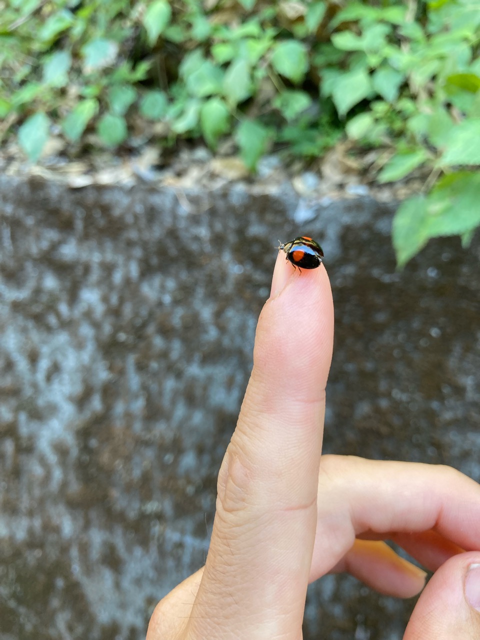 なんか自然の一部になった気分