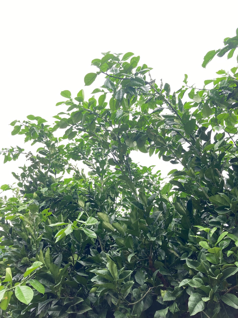 伸びてる伸びてるな〜。文旦の秋芽