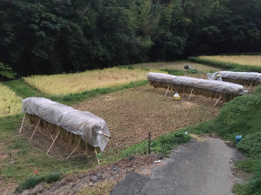 稲刈り始まる