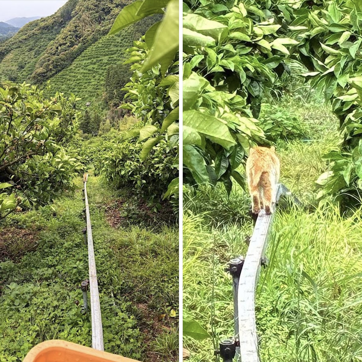 レールの上の訪問者