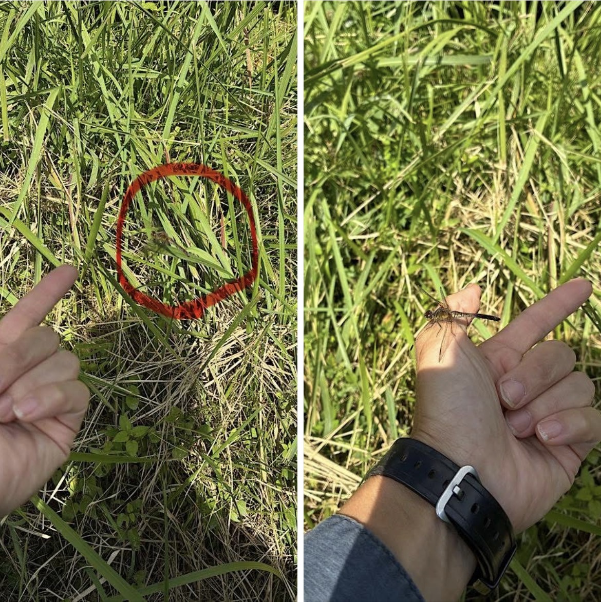 トンボがとまる男