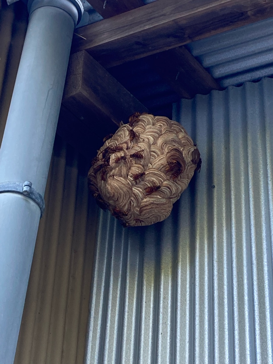 いろんな生き物
