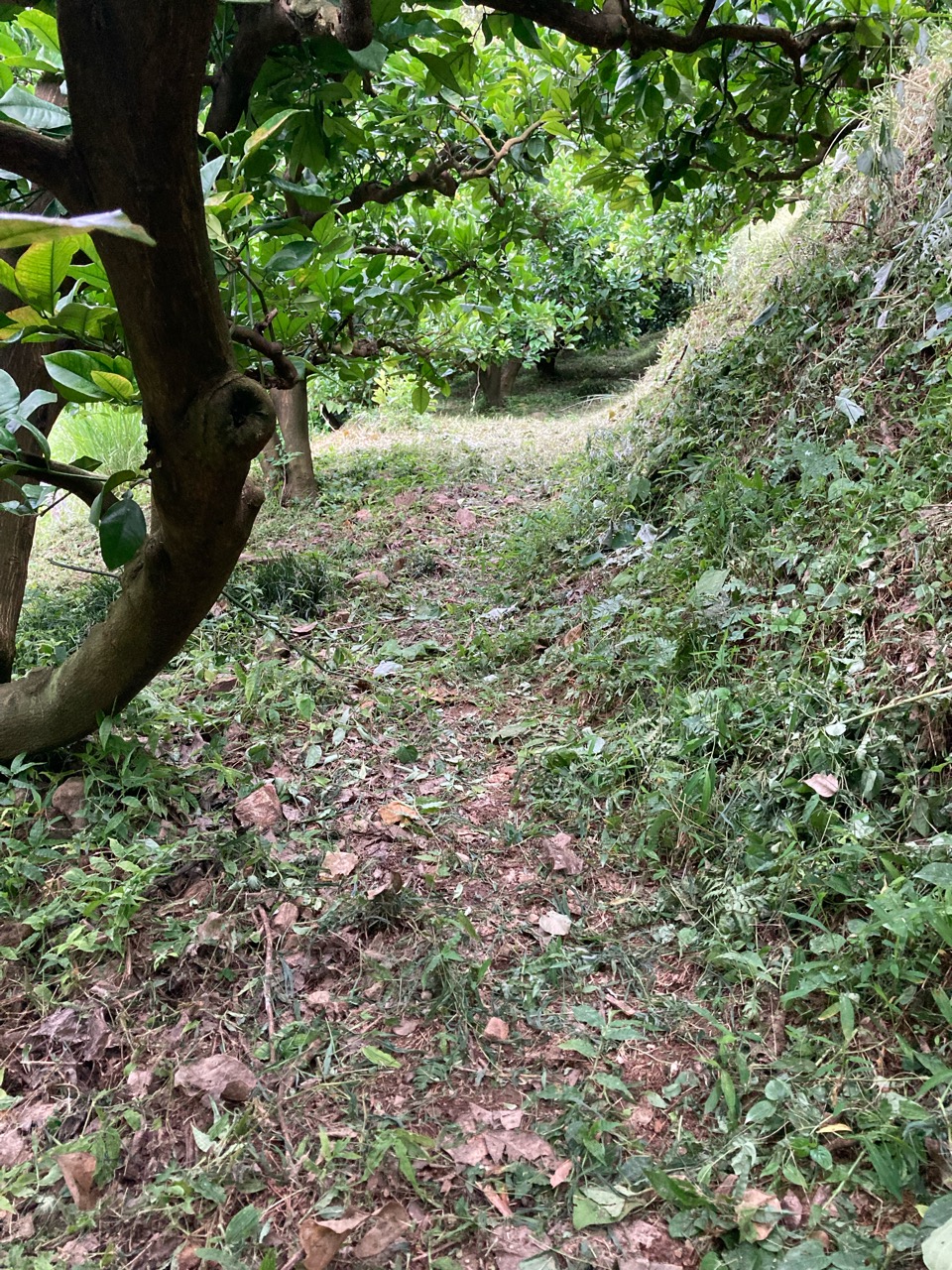 草刈り、眠い。