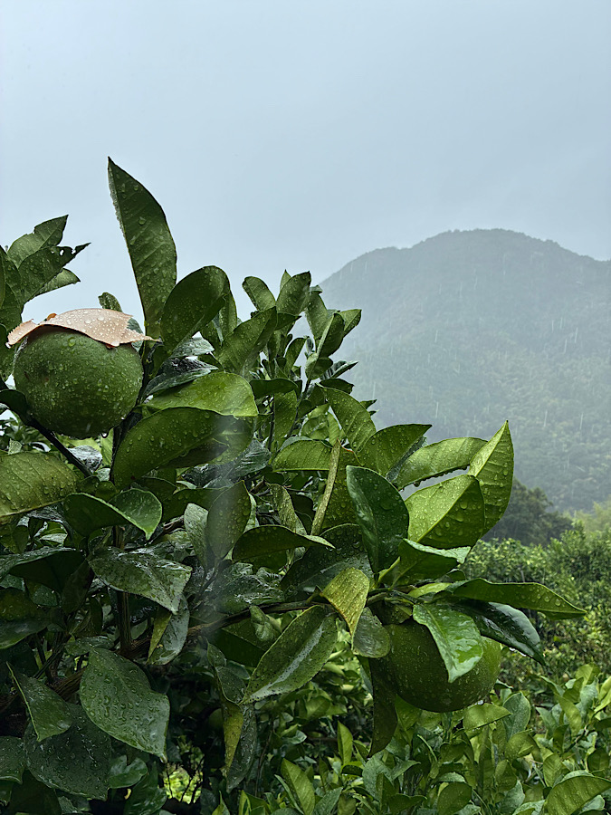 台風前の雨の中