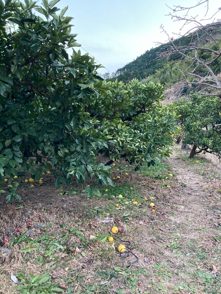 文旦の収穫、終わりが見えた〜