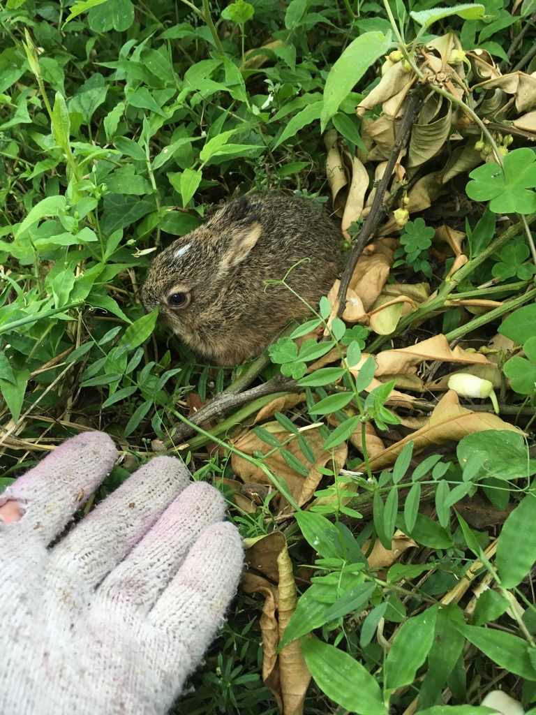もふもふした何か。